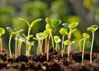 Engineered microbial consortia show promise against soil-borne diseases