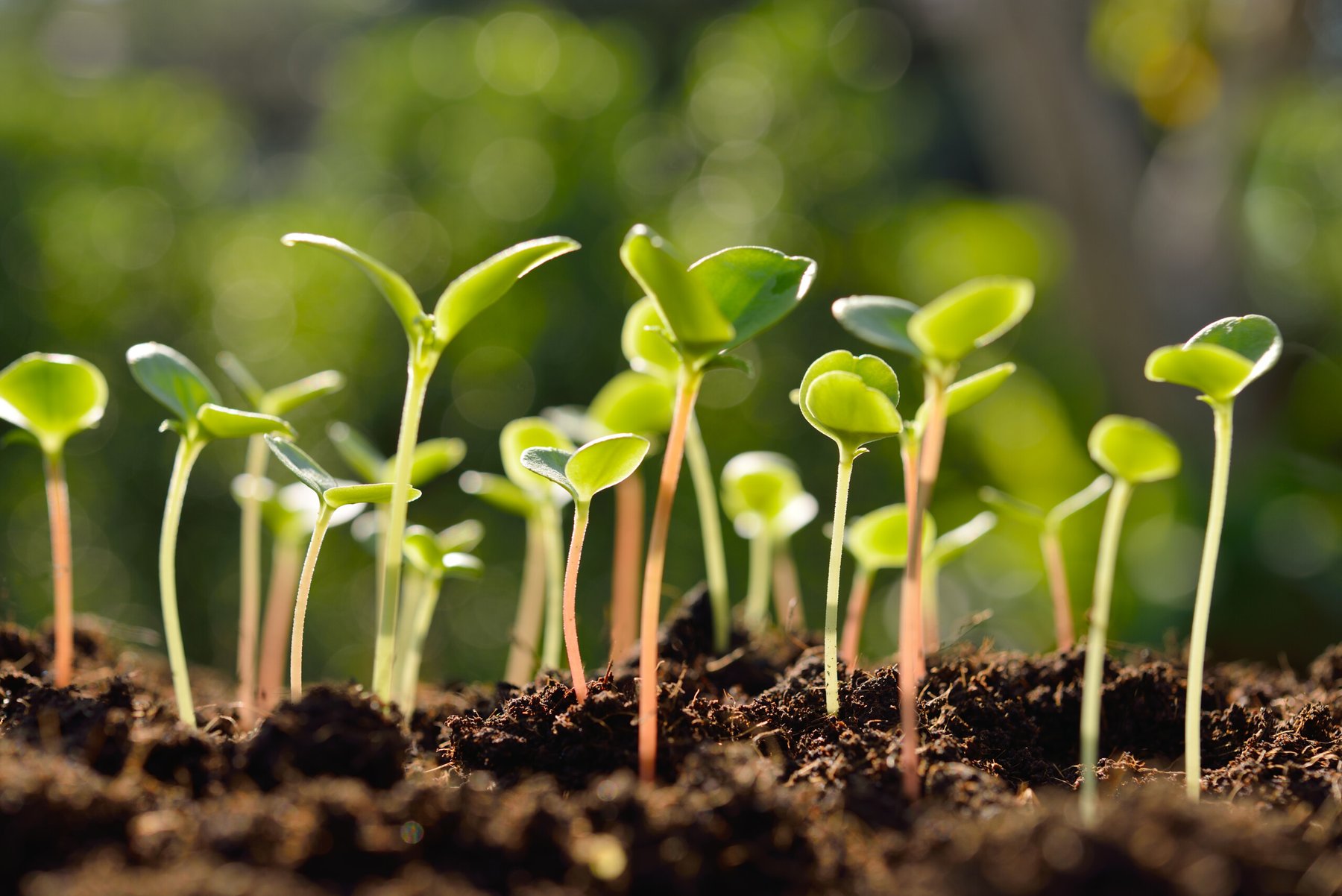 Engineered microbial consortia show promise against soil-borne diseases
