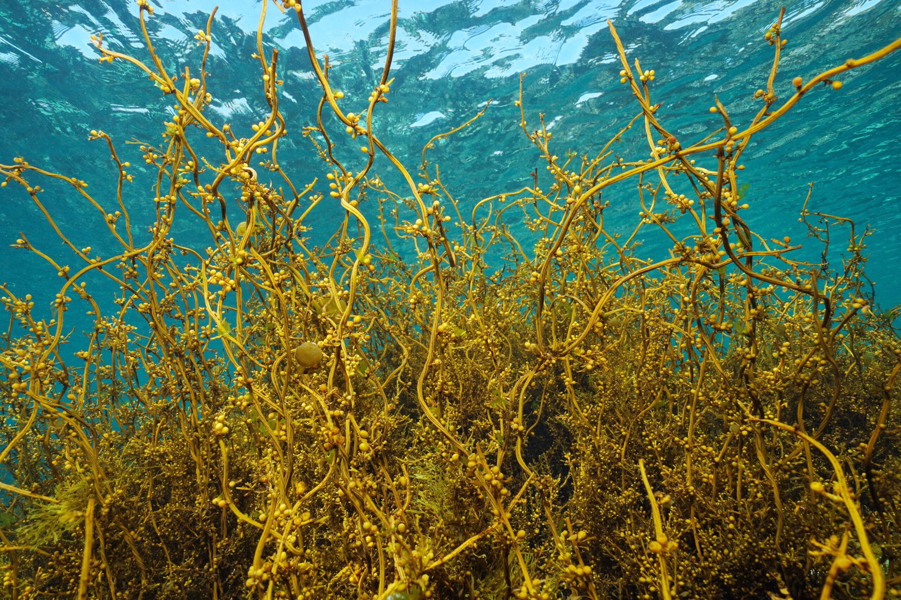 Japanese wireweed seaweed underwater in the ocean, Sargassum muticum alga, eastern Atlantic, Spain