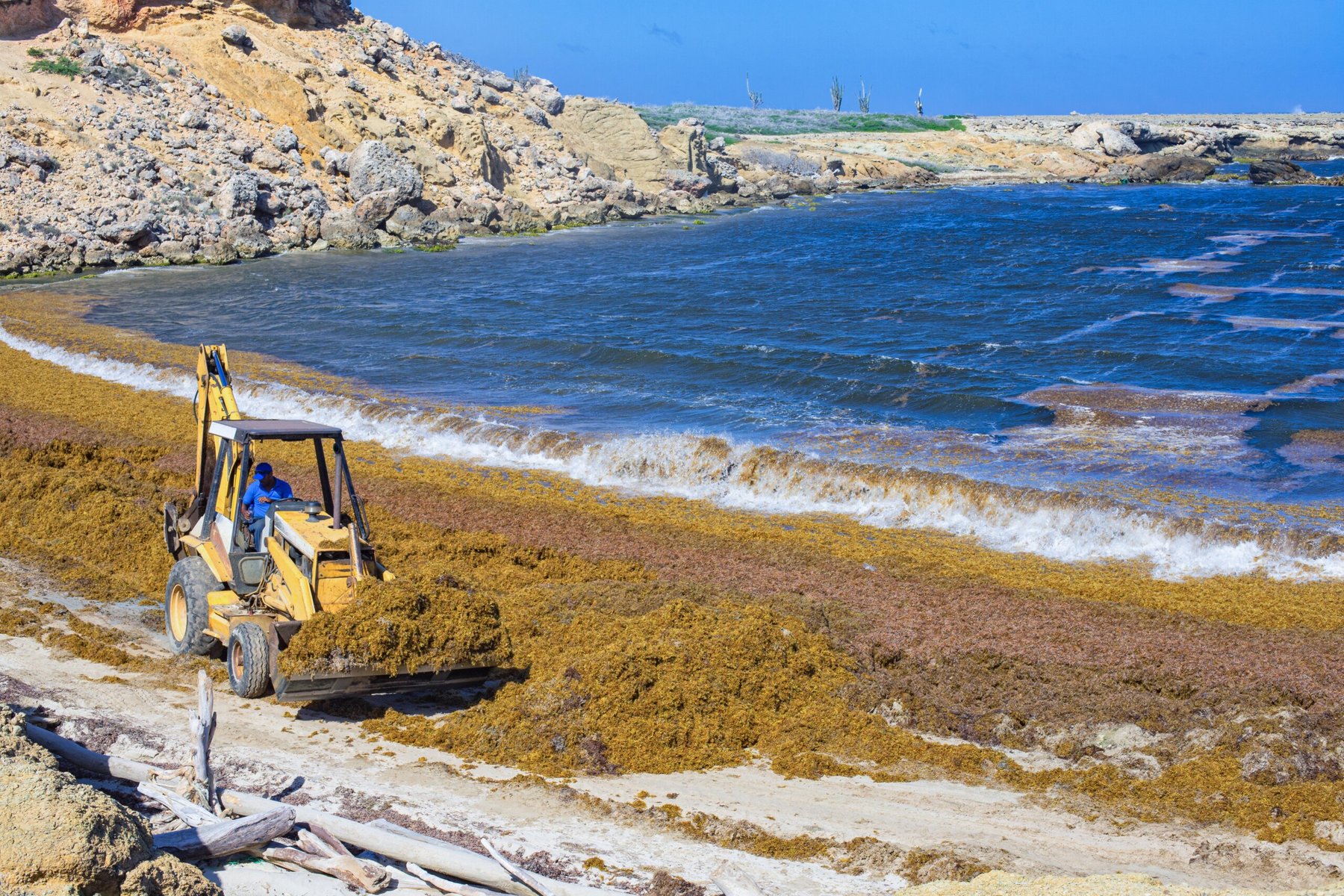 Kralendijk, Bonaire - 04-03-2018: Sargassum can present challenges for marine life and particularly becomes a problem when it collects along coastlines, mangroves, shallow waters and rocks corals