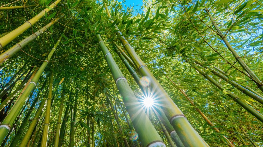 Scientists highlight ‘grassy trees’ as overlooked allies in climate mitigation