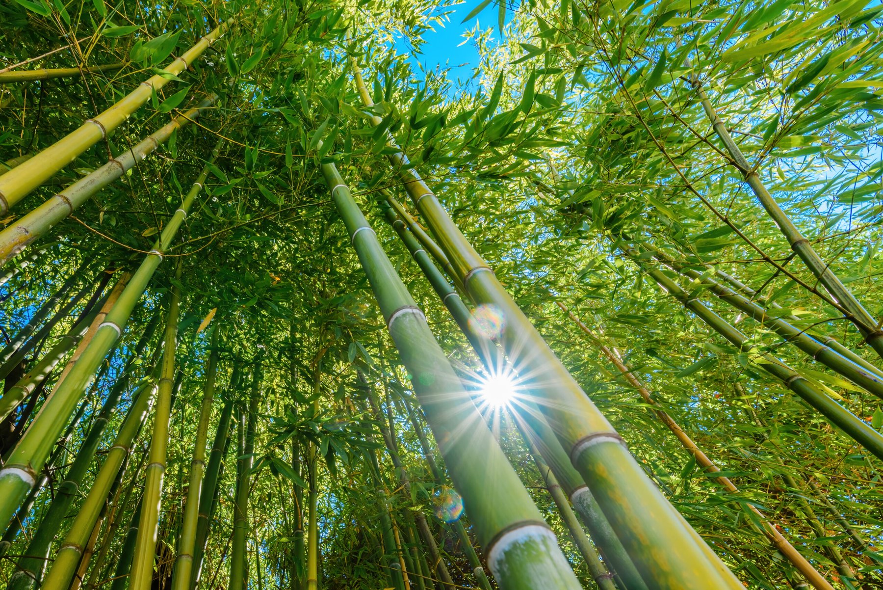 Scientists highlight ‘grassy trees’ as overlooked allies in climate mitigation