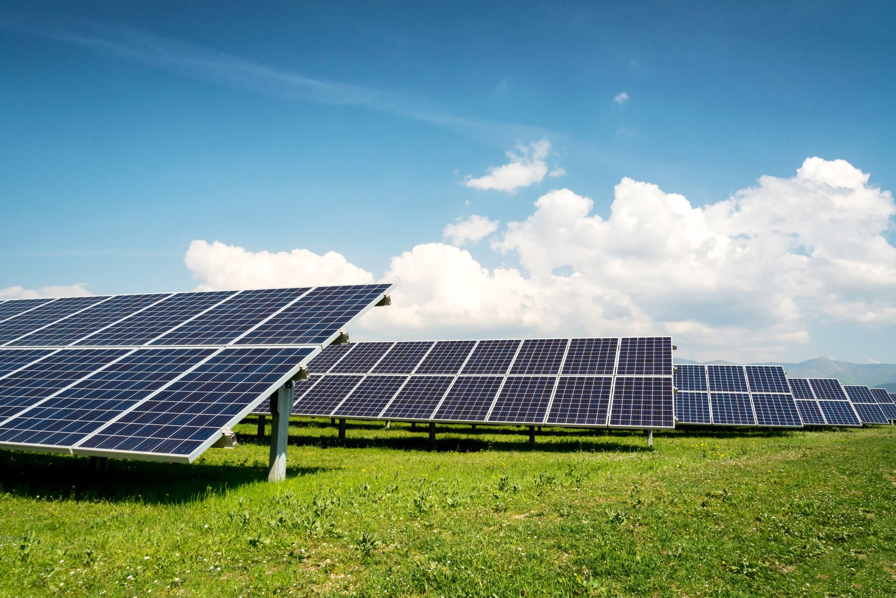 Farmers show more interest in agrivoltaics — the use of solar panels to protect crops and boost yields and income