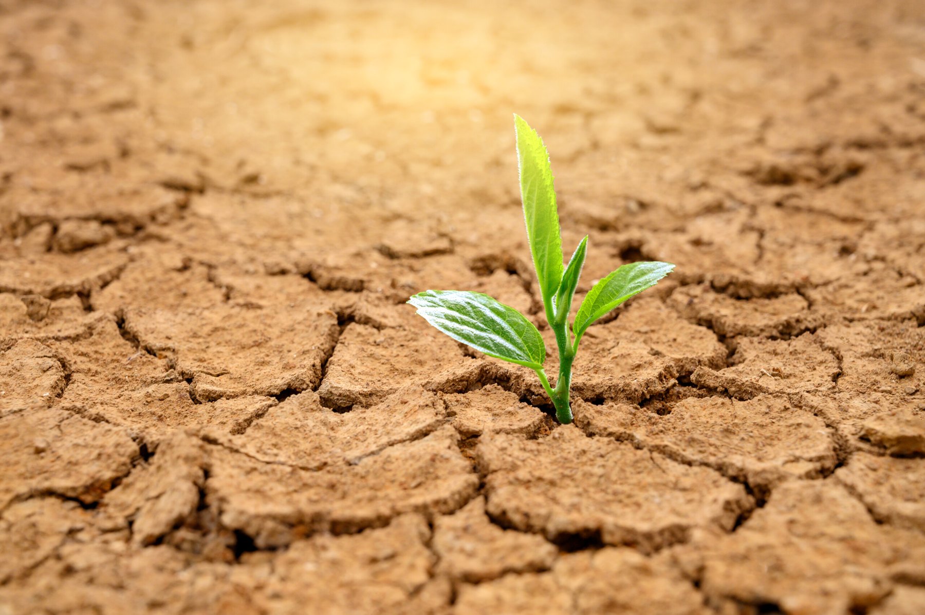 Biodegradable hydrogel enables crops to grow with minimal water