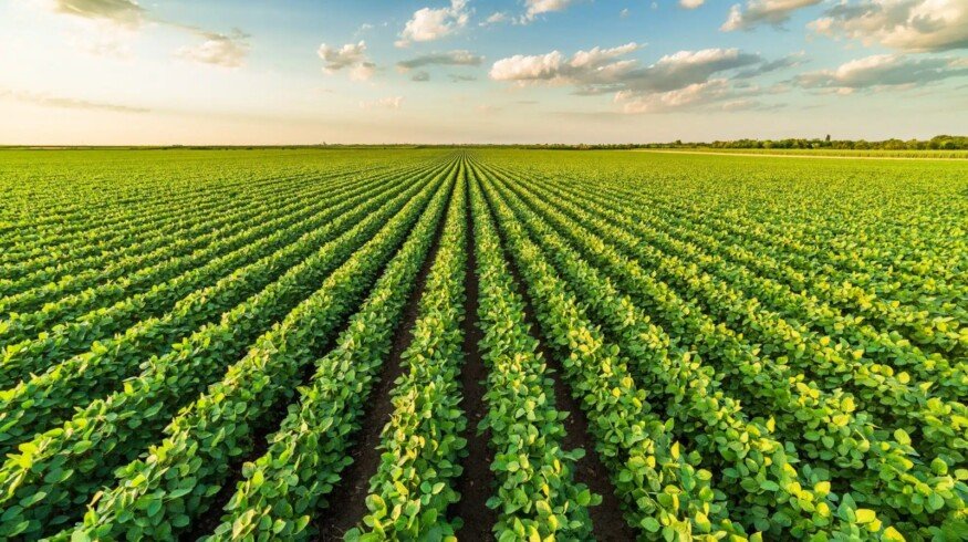 TFI welcomes tariff exemption on fertilizer products