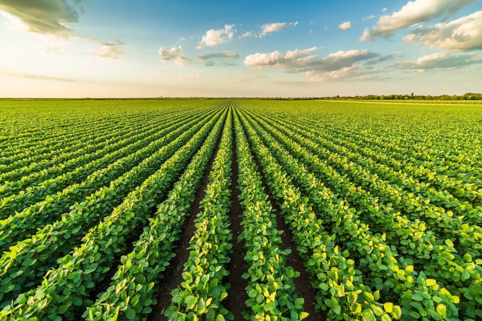 TFI welcomes tariff exemption on fertilizer products