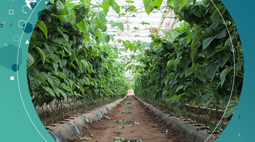 Eden Research partners with Syngenta to expand ornamental crop reach in EU and UK