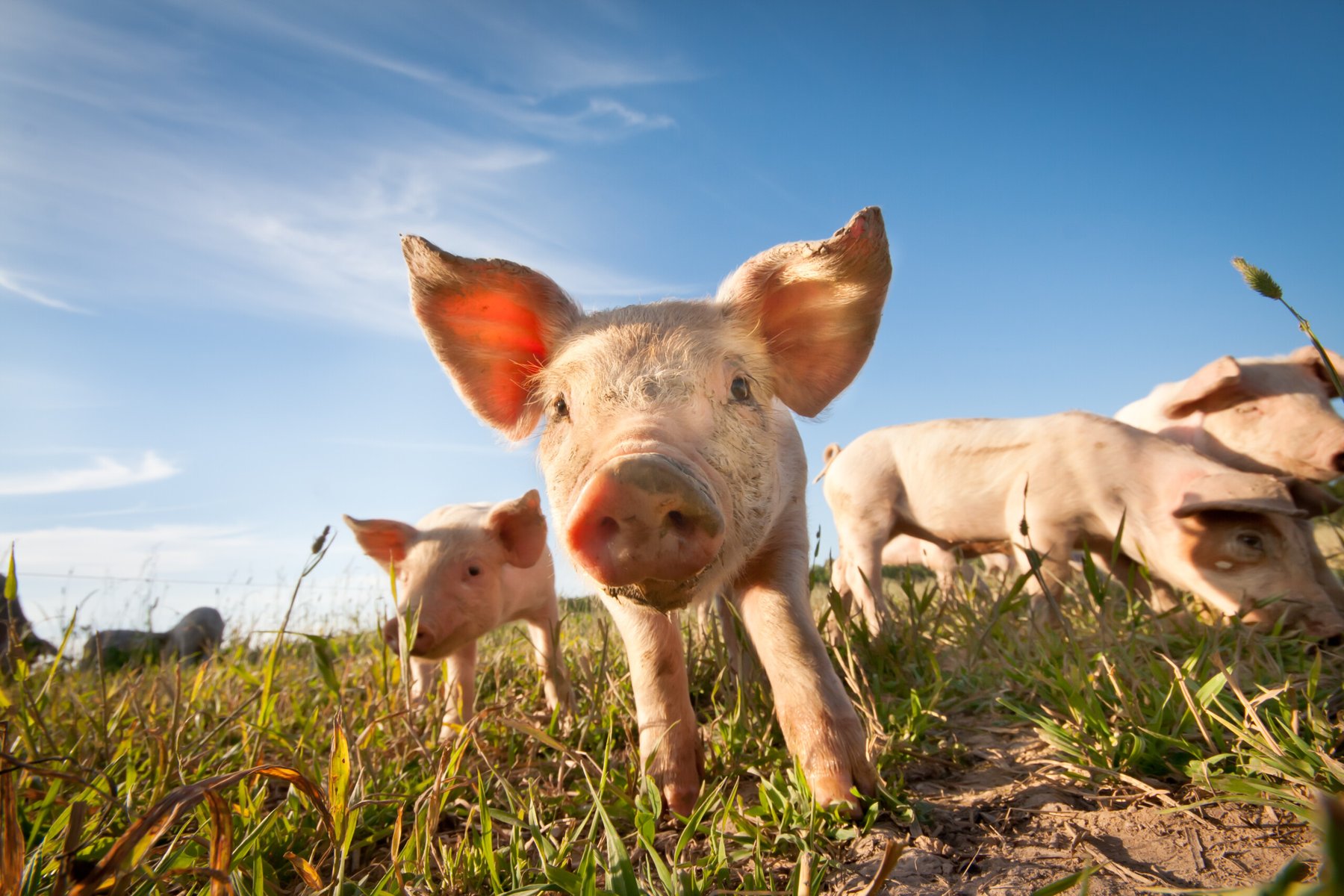Starting a small farm: The key steps to build a profitable operation