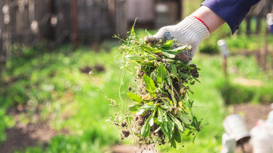 New study evaluates invasive plants as food and economic resources