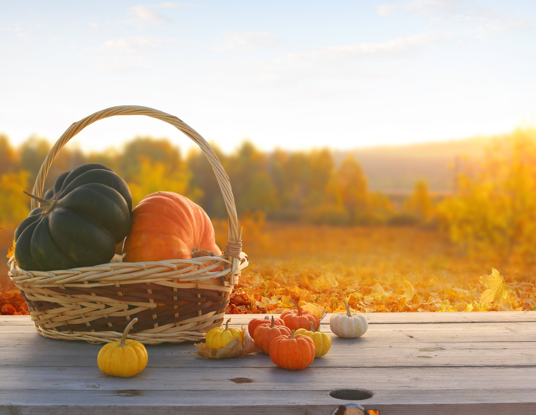 How to turn pumpkin scraps into natural fertilizer