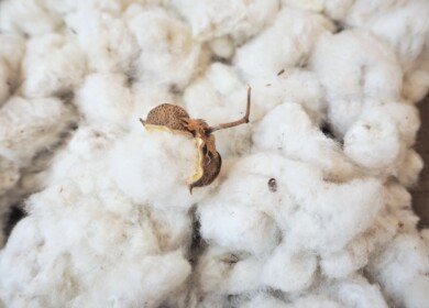 ADM and Planters Cotton Oil Mill form cottonseed processing joint venture