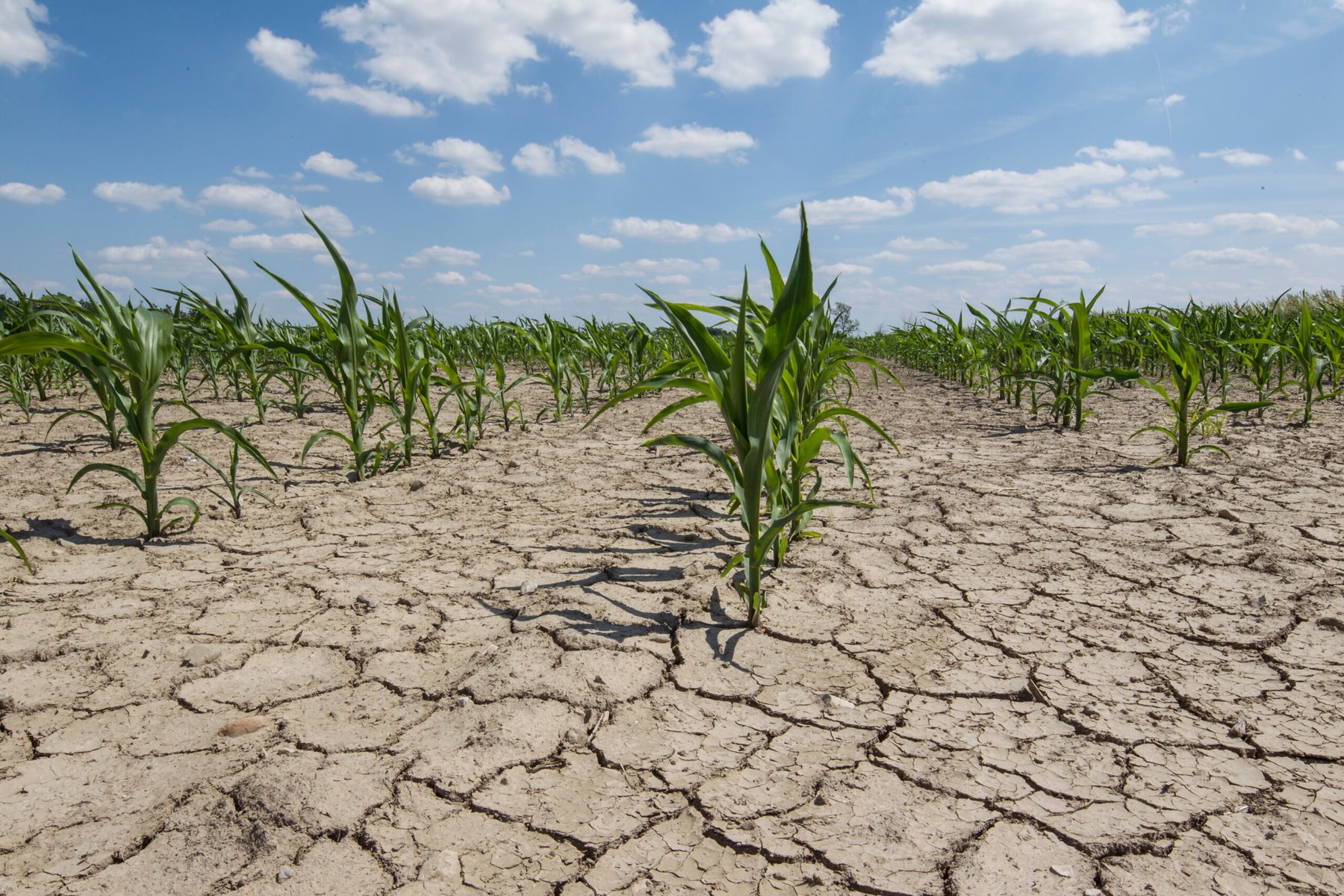 Brazil’s first arid zone emerges in the northeast, raising alarms over climate risks nationwide