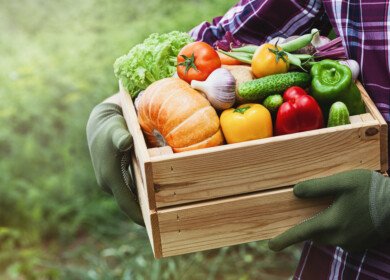 Researchers say rising CO₂ levels make food more caloric but less nutritious