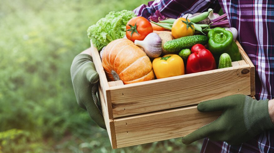 Researchers say rising CO₂ levels make food more caloric but less nutritious