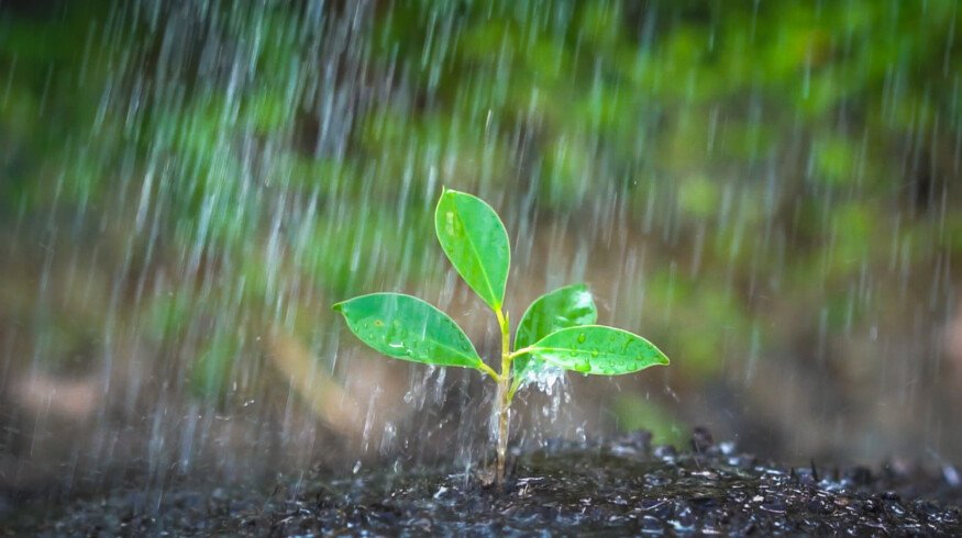 Hidden rainfall origins may reshape drought risk for global farming