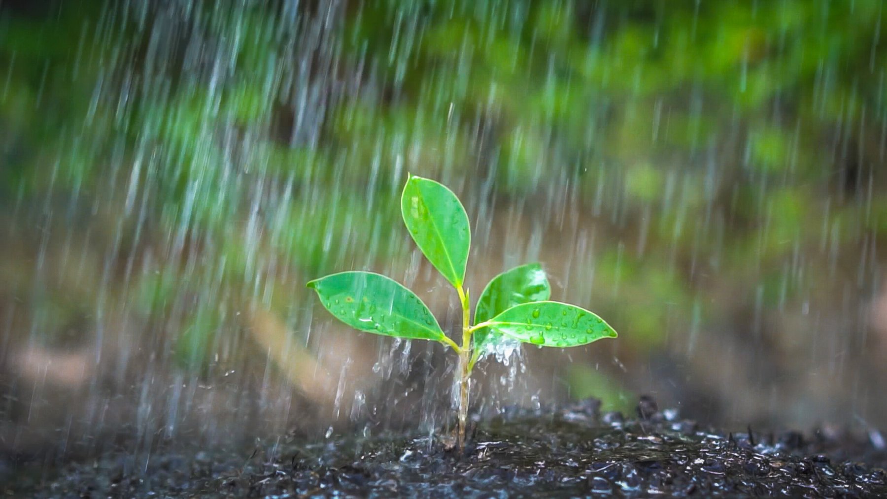 Hidden rainfall origins may reshape drought risk for global farming