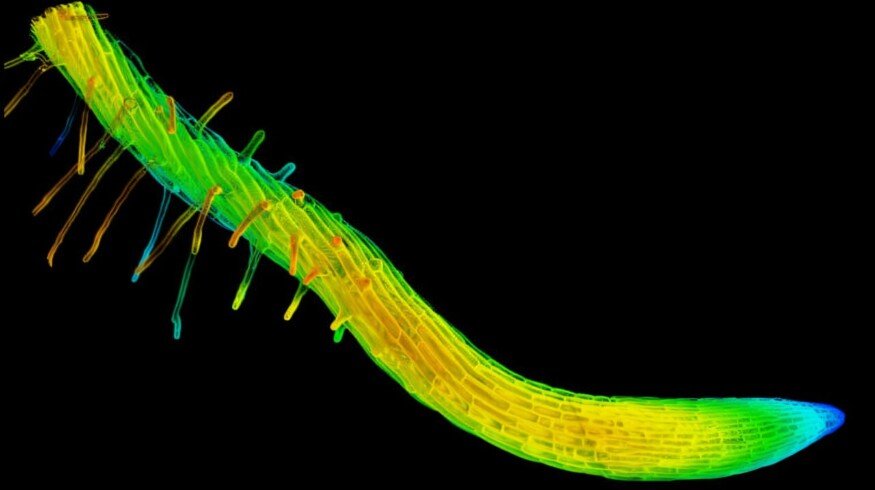 Researchers identified twisted growth trait in plants could modify root systems for rocky, compacted or drought-prone soils