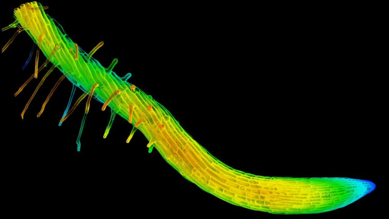 Researchers identified twisted growth trait in plants could modify root systems for rocky, compacted or drought-prone soils