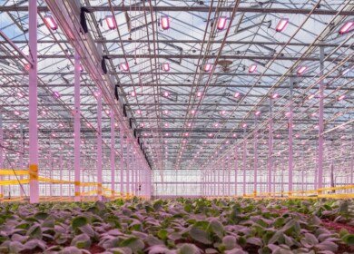 Sollum Technologies highlights yield gains from dynamic LED lighting