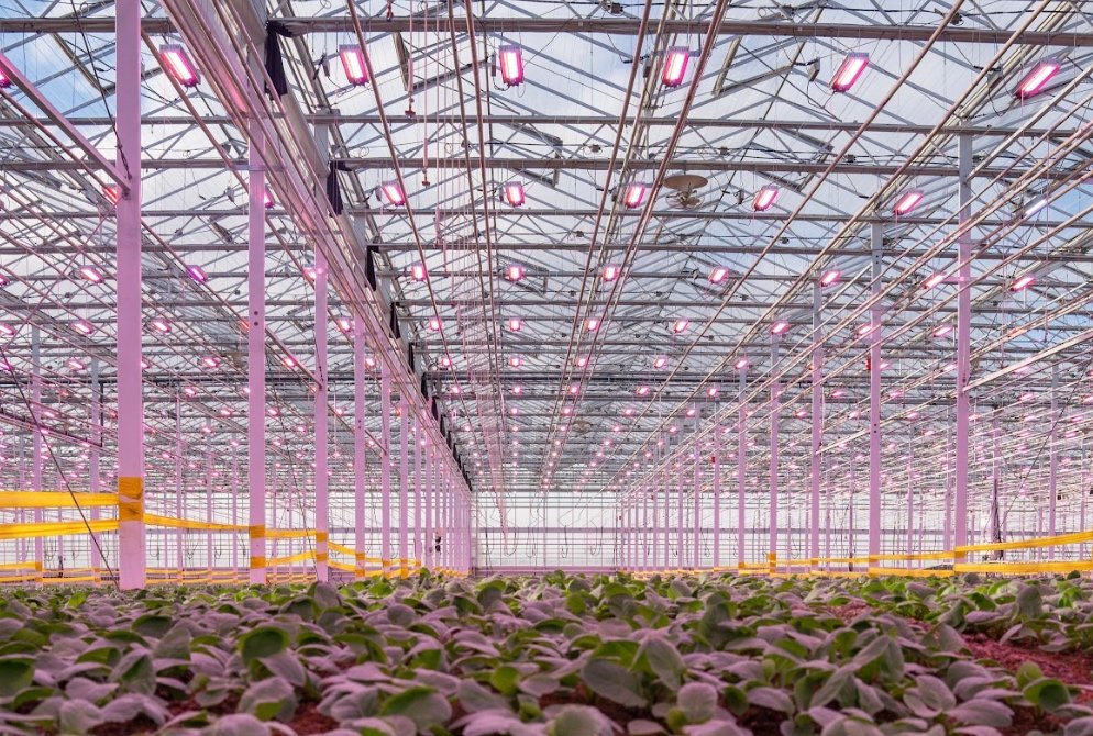 Sollum Technologies highlights yield gains from dynamic LED lighting