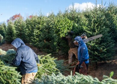 U.S. Christmas tree sector faces labor risk as migrant wage rules shift