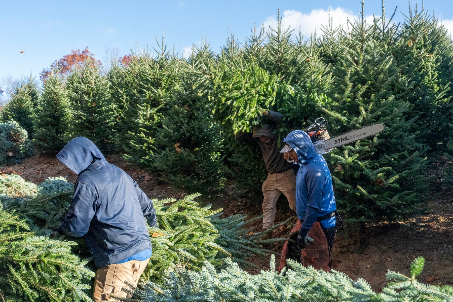 U.S. Christmas tree sector faces labor risk as migrant wage rules shift