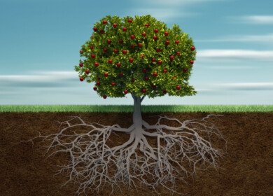 Plants found to reshape root structure to penetrate compacted soil