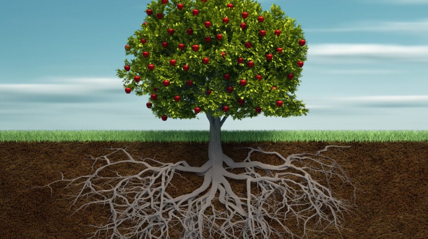 Plants found to reshape root structure to penetrate compacted soil