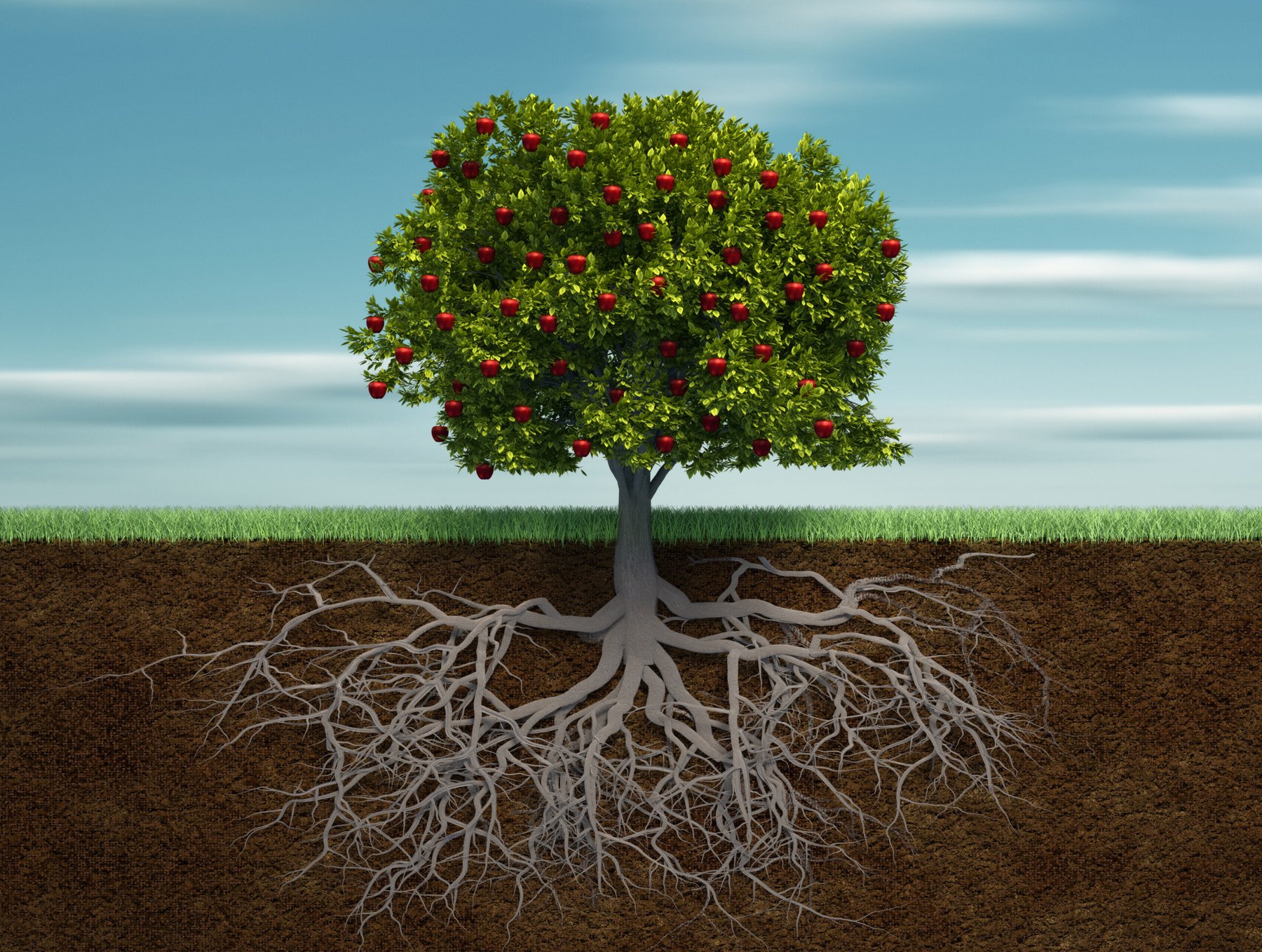 Plants found to reshape root structure to penetrate compacted soil