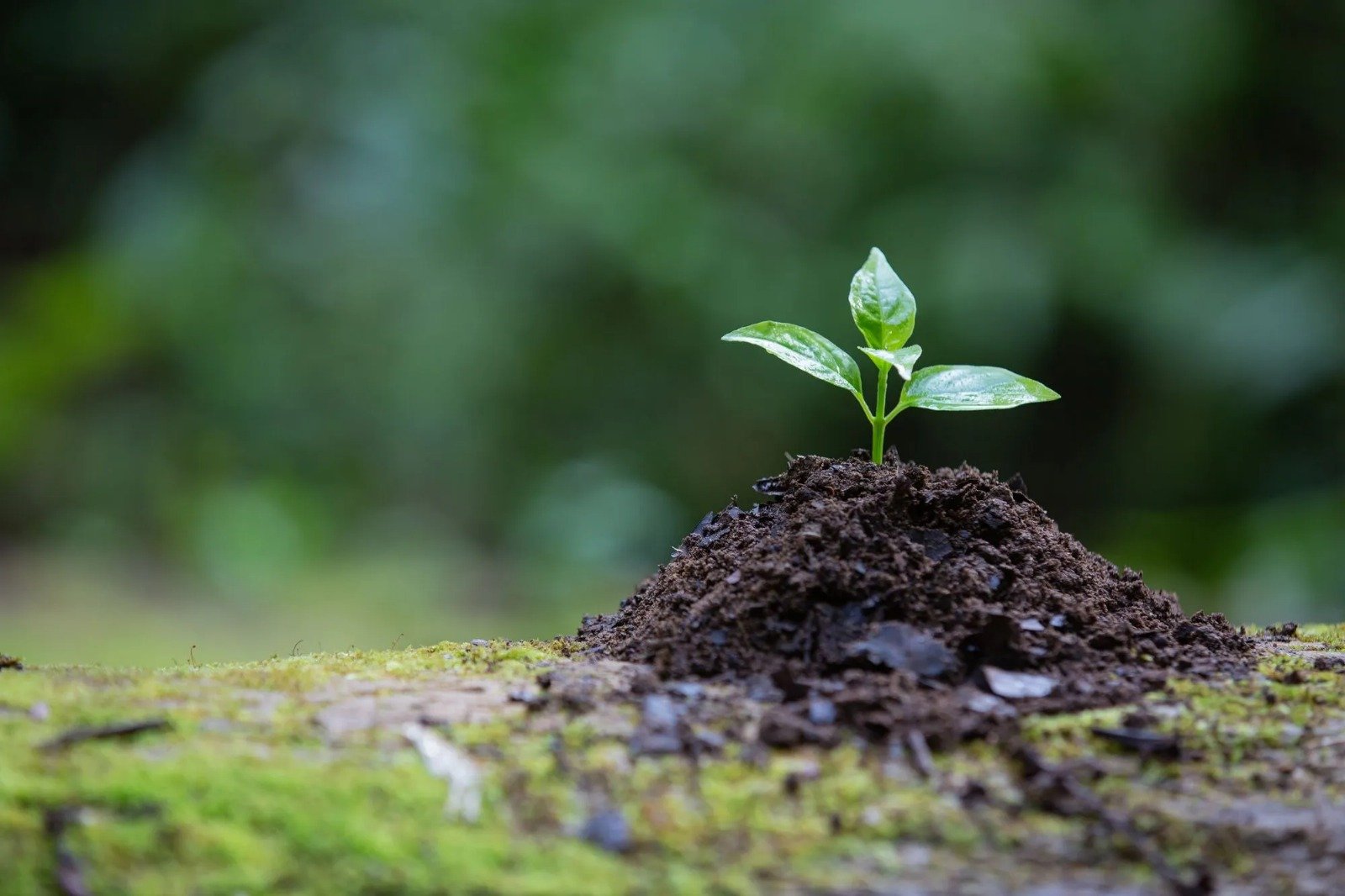 Ancient Organics patents microbial solution to detoxify glyphosate