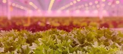 Rijk Zwaan expands greenhouse capacity to support breeding work