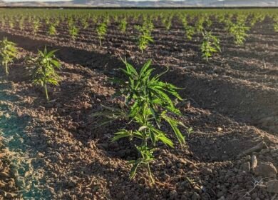Nexus Agriscience acquires Biotech Institute hemp IP to expand molecular farming platform