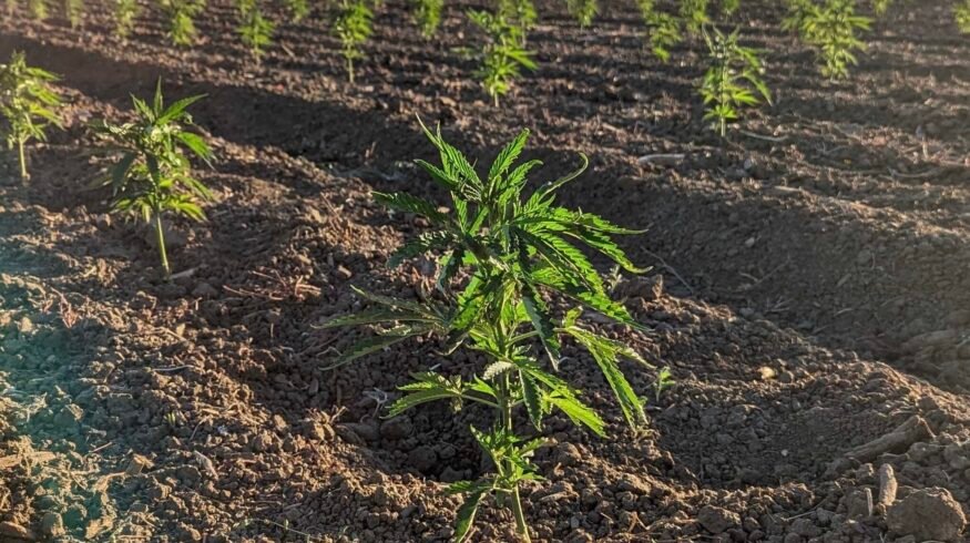 Nexus Agriscience acquires Biotech Institute hemp IP to expand molecular farming platform