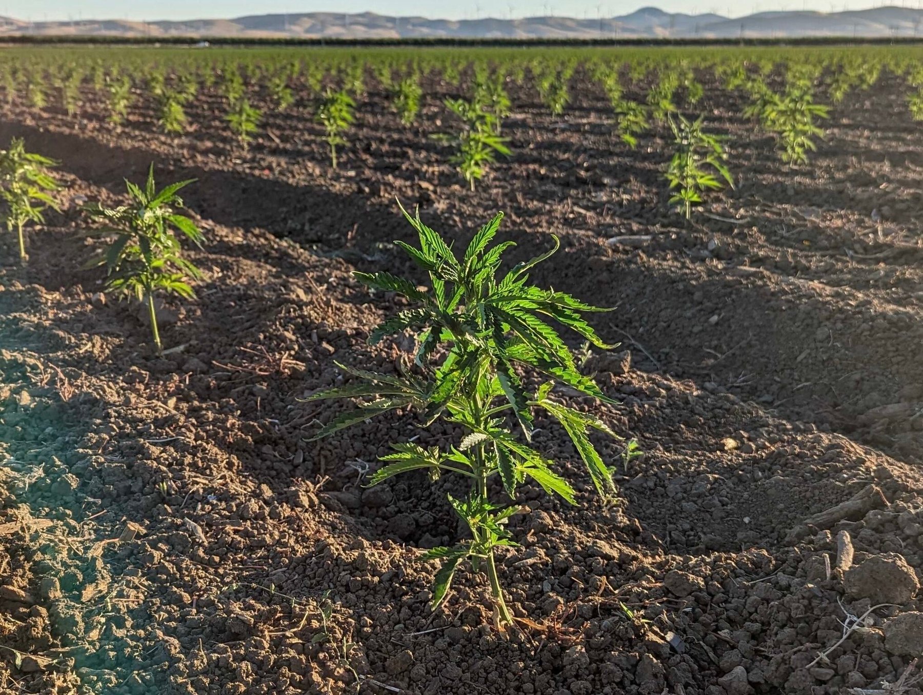 Nexus Agriscience acquires Biotech Institute hemp IP to expand molecular farming platform