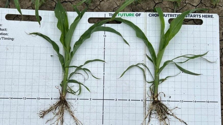 BW Fusion buys Low Mu Tech to expand seed-applied crop nutrition platform