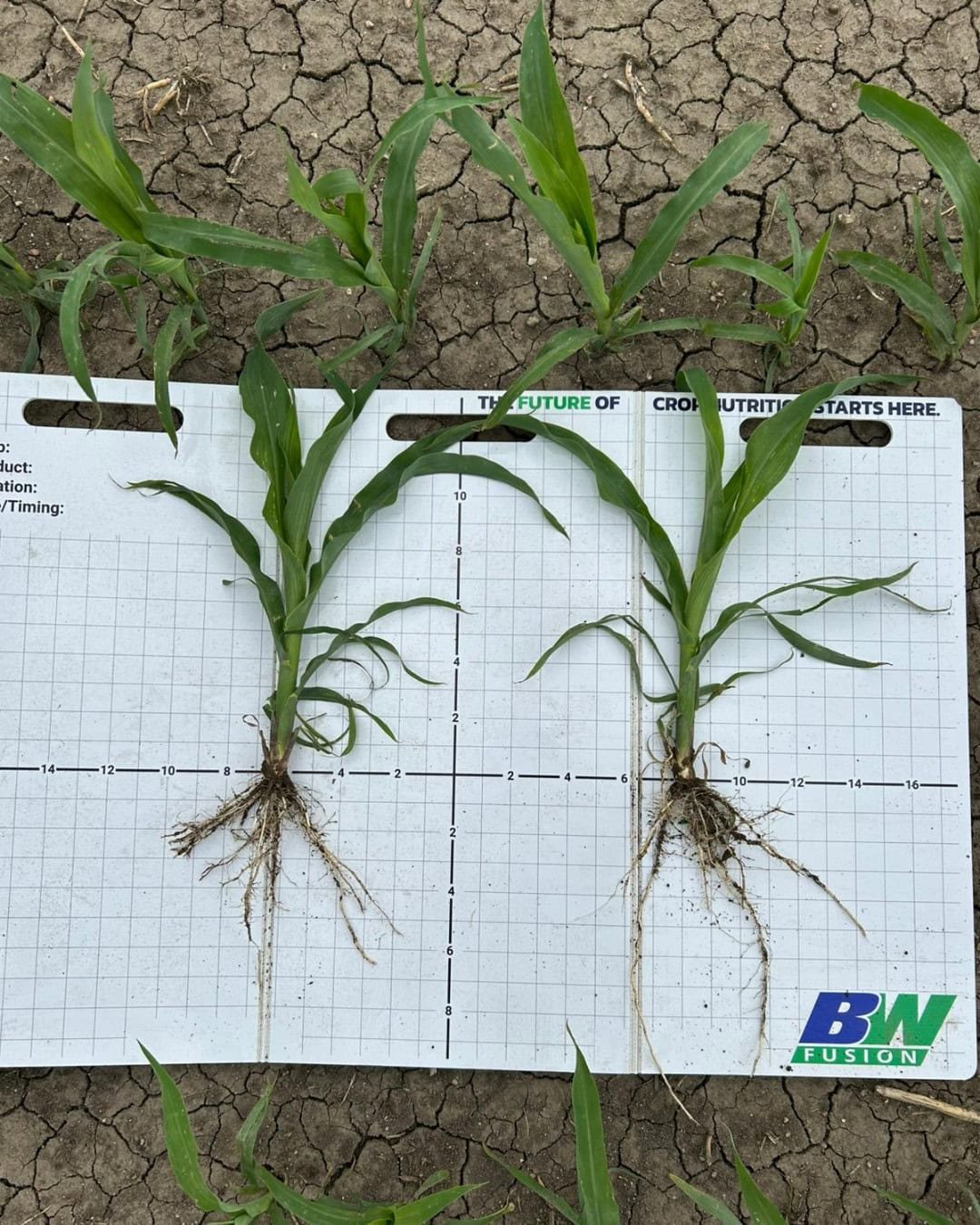 BW Fusion buys Low Mu Tech to expand seed-applied crop nutrition platform