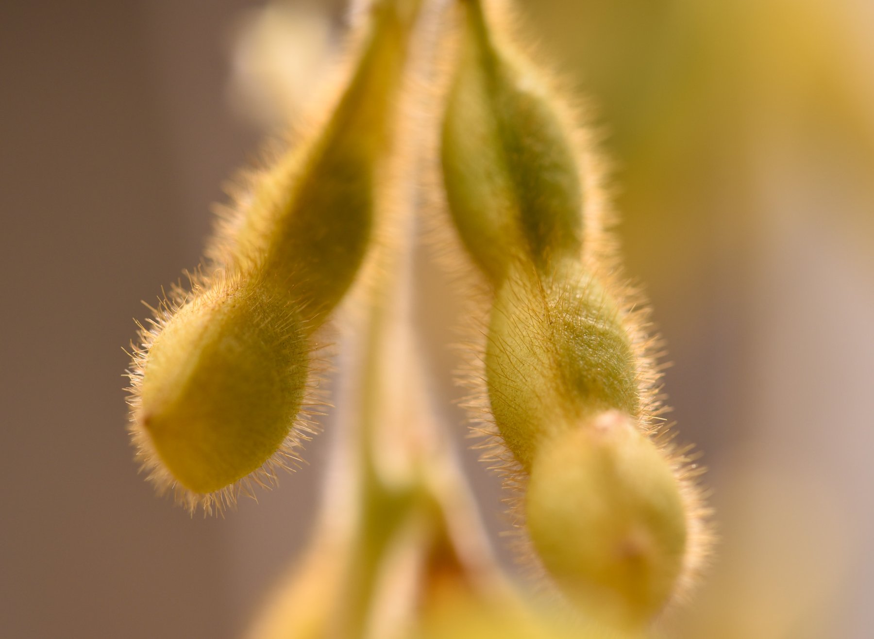 Protealis expands soybean breeding pipeline through University of Guelph collaboration