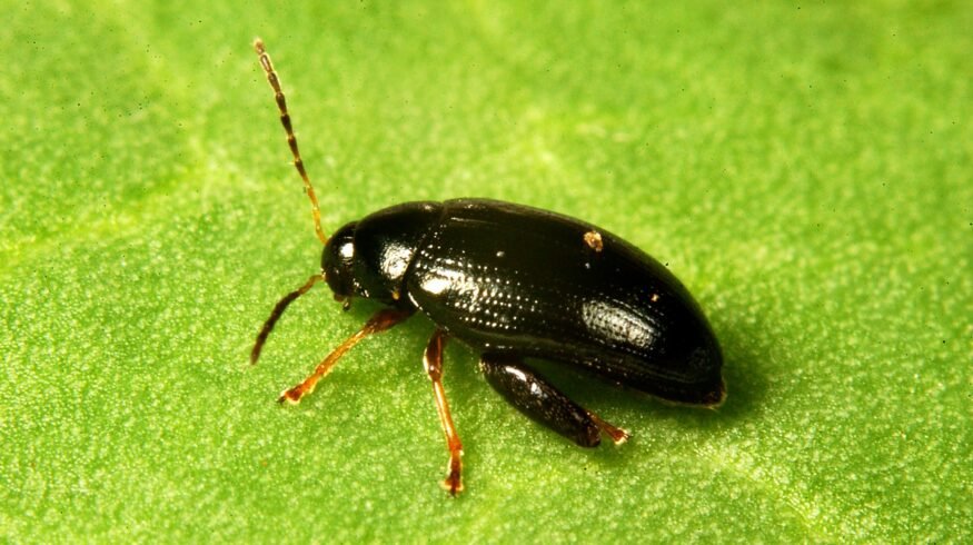 Olive-derived additive may help farmers fight resistant oilseed rape pest