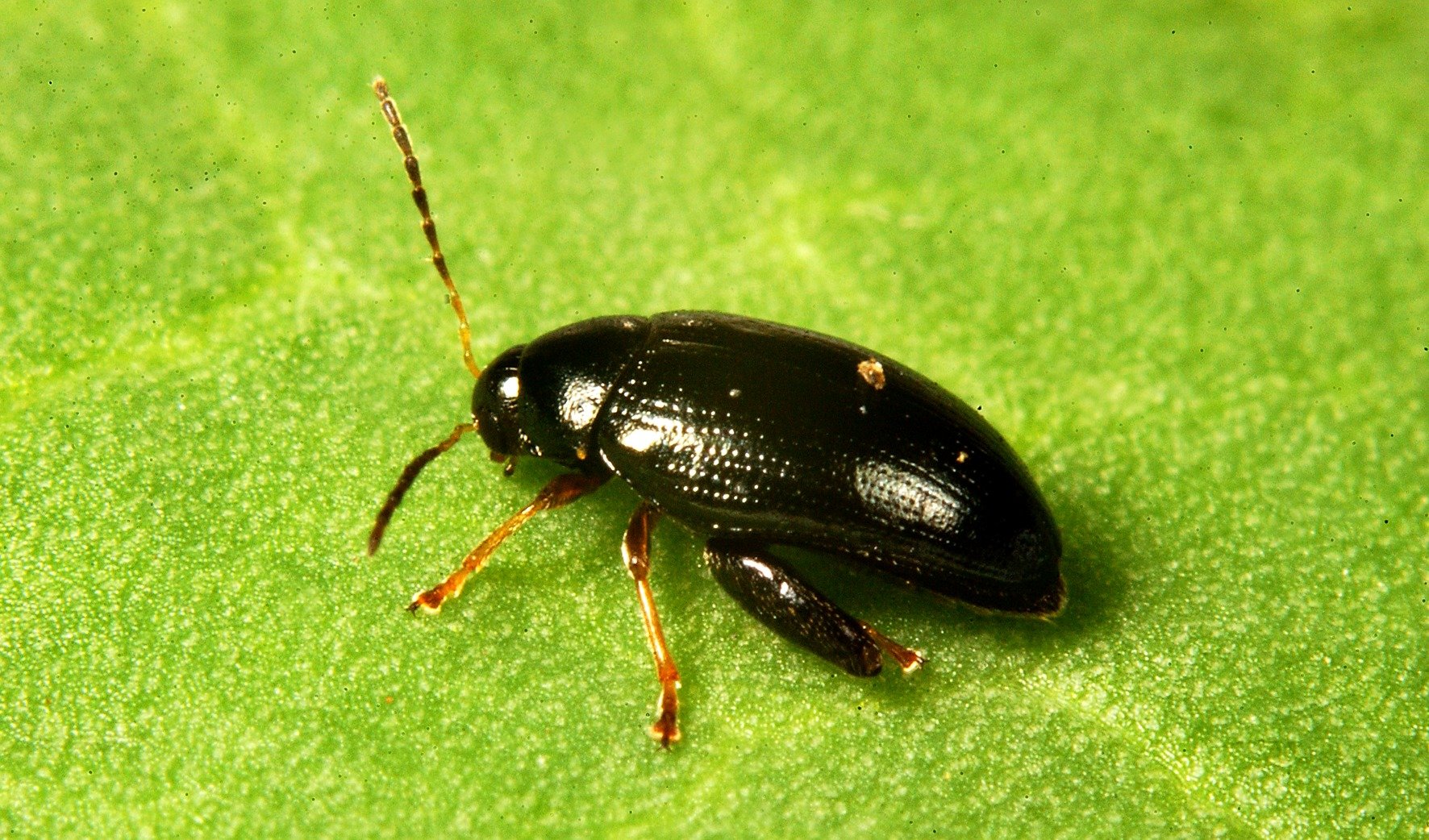 Olive-derived additive may help farmers fight resistant oilseed rape pest