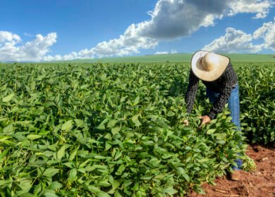 BASF unveils nematode-resistant soybean trait for Brazil