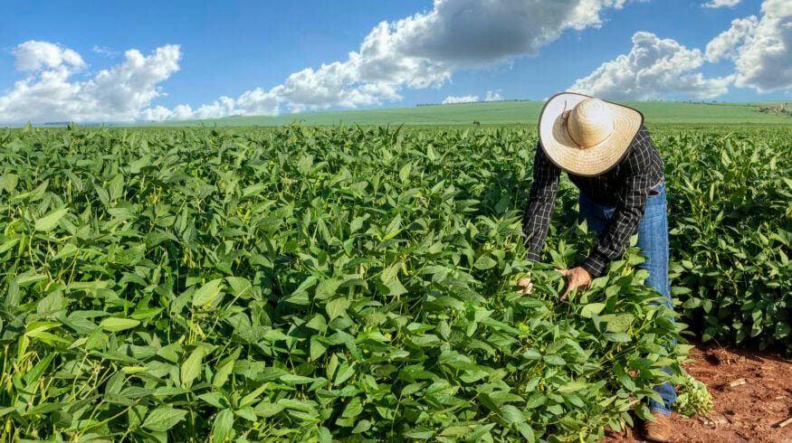 BASF unveils nematode-resistant soybean trait for Brazil