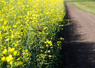Bayer to invest more than C$45 mln in new canola research facility in Canada