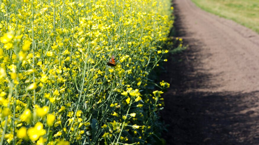 Bayer to invest more than C$45 mln in new canola research facility in Canada