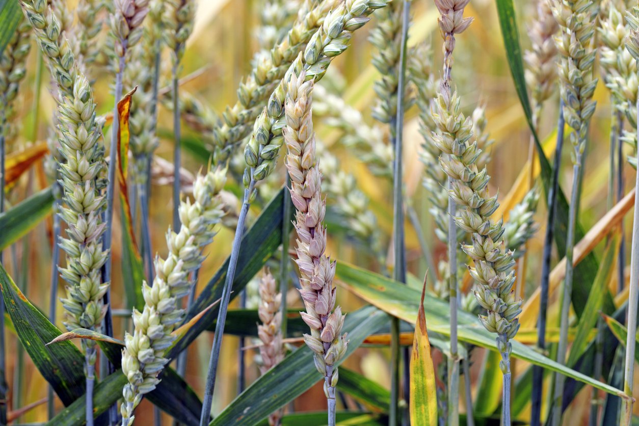 Corteva launches new fungicide for Canadian wheat growers to combat fusarium head blight