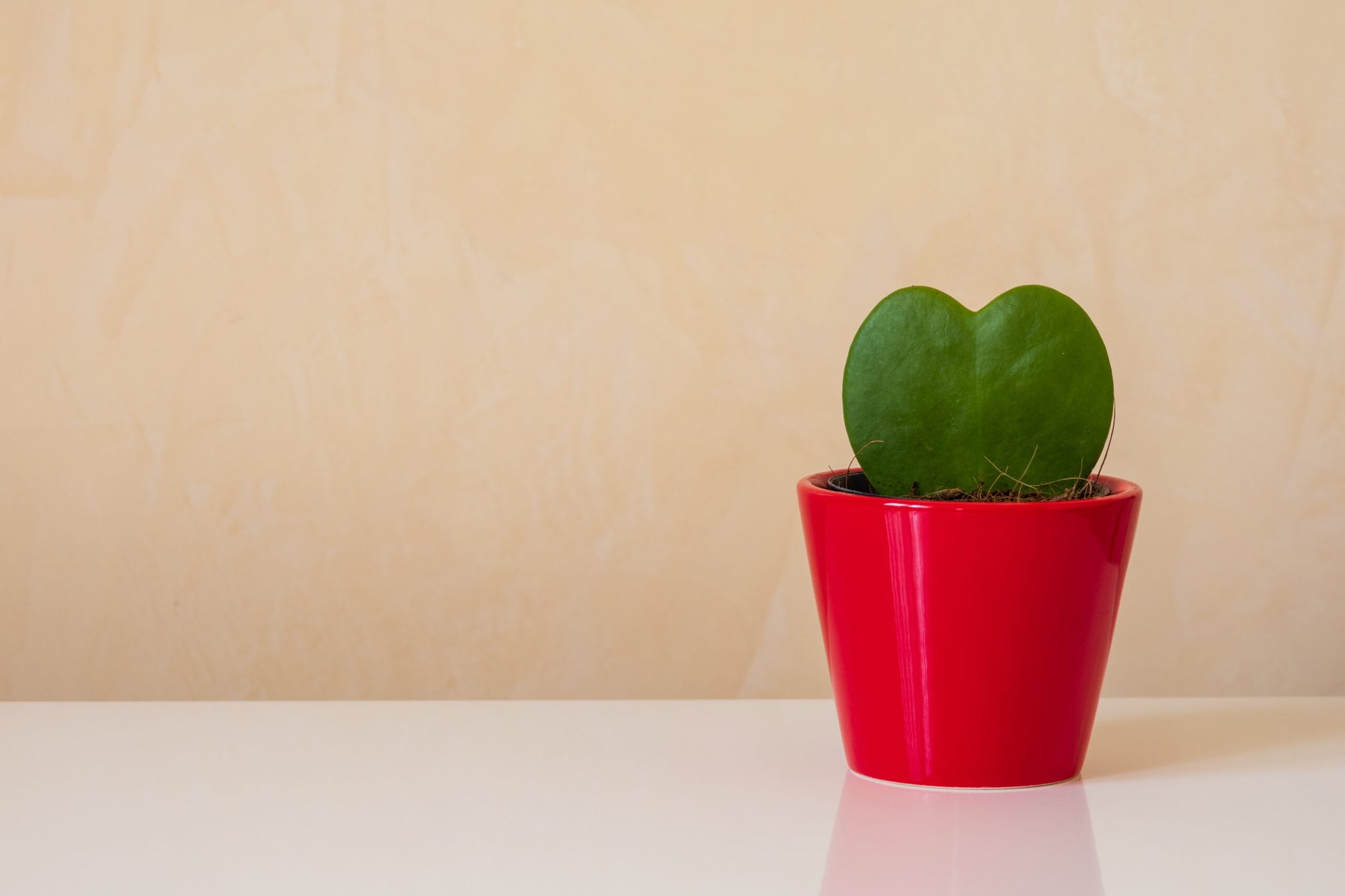Hoya kerrii heart shaped succulent in vibrant red pot on white countertop against blank soft beige wall, Sweetheart cactus plant, growing love Valentine's day banner with copy space, calm aesthetic
