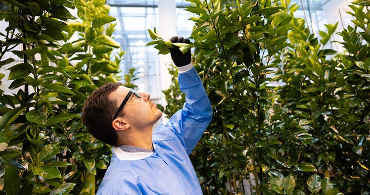Invaio Sciences partners with Brazil’s Fundecitrus to target citrus greening