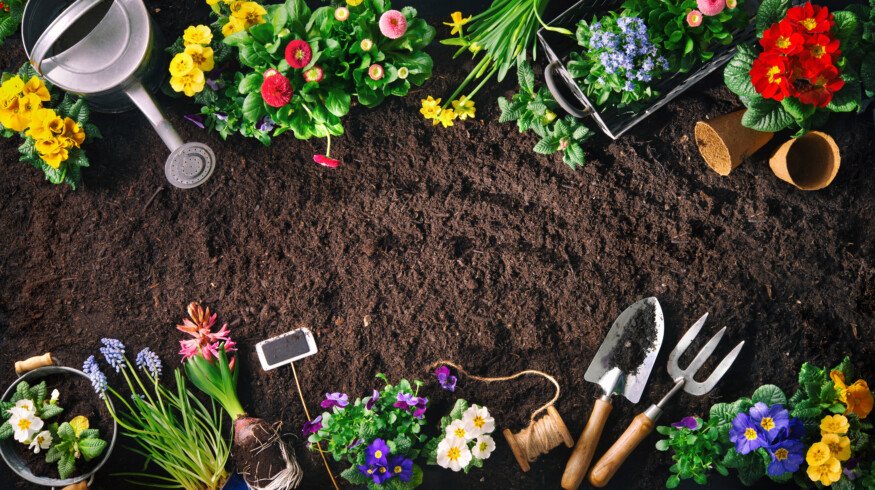 National Garden Bureau launches seed-buying guide as home gardening demand grows