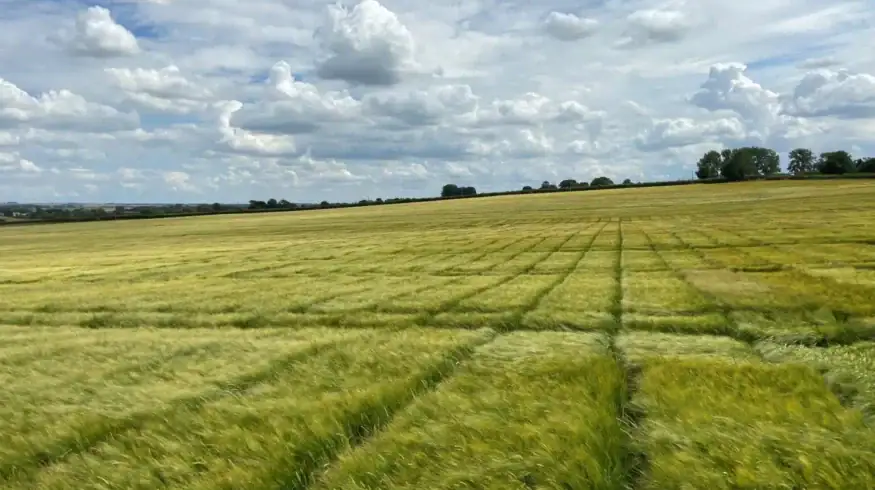RAGT completes purchase of Syngenta malting barley seed business