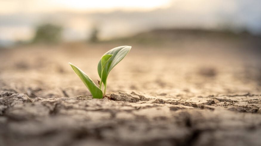 Texas engineers develop hydrophobic sand layer to cut irrigation losses during drought