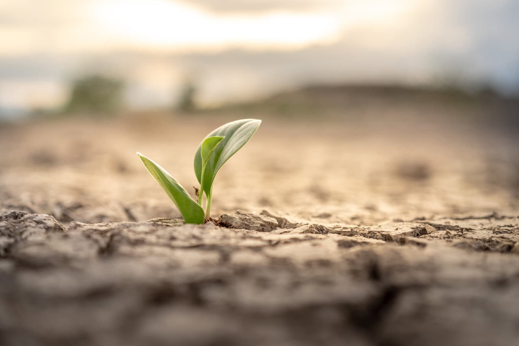 Texas engineers develop hydrophobic sand layer to cut irrigation losses during drought